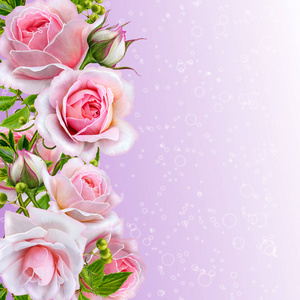 花卉的背景。花环，嫩粉色的玫瑰，浆果和树叶。贺卡 邀请 名片