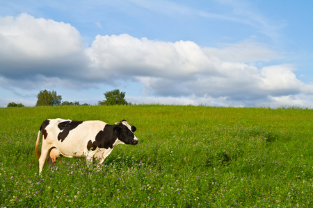 春天草地上的牛