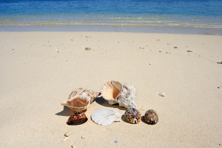 海滩上的贝壳，背景是蓝色的海