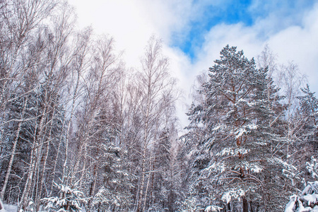 冰冻的冬季森林与雪覆盖了树