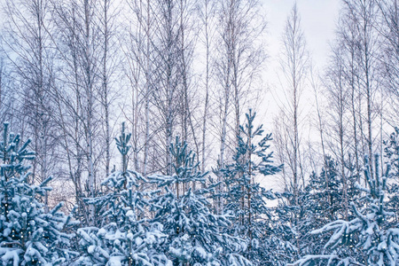 冰冻的冬季森林与雪覆盖了树