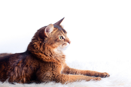 鲁迪索马里猫照片