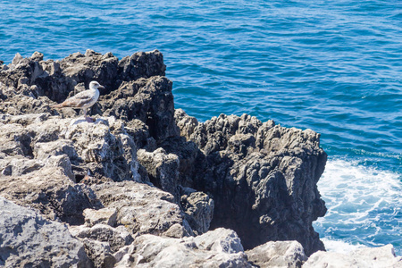 海鸥在岩石上，卡斯卡伊斯