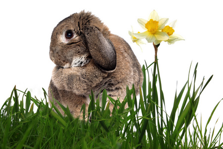 绿草中的可爱兔子，黄泉中的水仙花