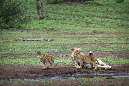 非洲狮在南非克鲁格国家公园
