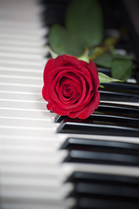 玫瑰和钢琴