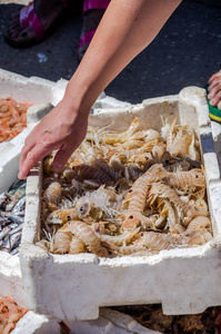 菲乌米奇诺港口，渔民卖新鲜的鱼市场抓鱼 章鱼 虾 malyusks 牡蛎