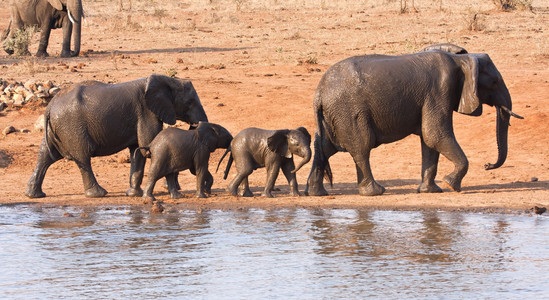 大象家庭离开水坑