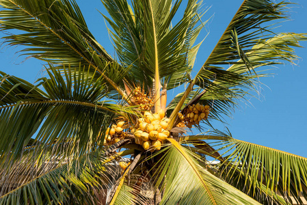 在一棵棕榈树上的椰子