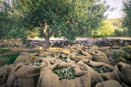 收获新鲜的橄榄在麻袋在一个领域在克里特岛, 希腊为橄榄油生产