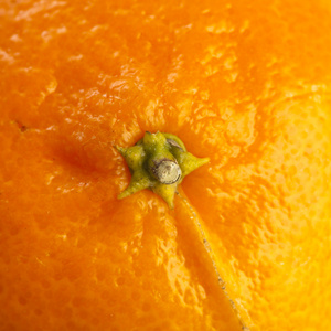橘子 蜜柑 柑子 柑