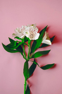白 alstroemeria背景粉红色。视图。节日礼物