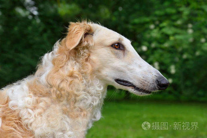 猎狼犬俄罗斯白