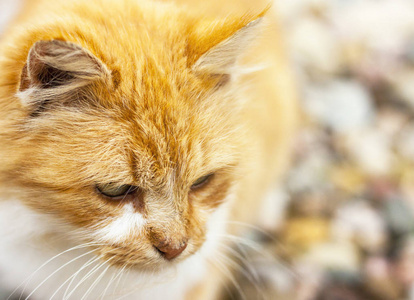 红色的猫，在室外特写