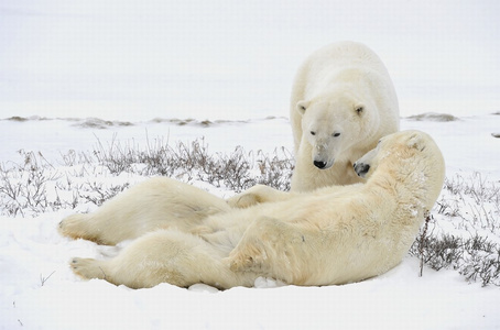 休息了两个北极熊