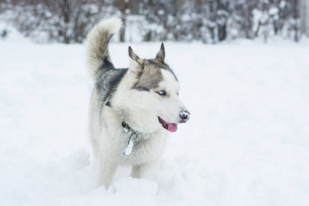 一只西伯利亚爱斯基摩犬在雪地里奔跑