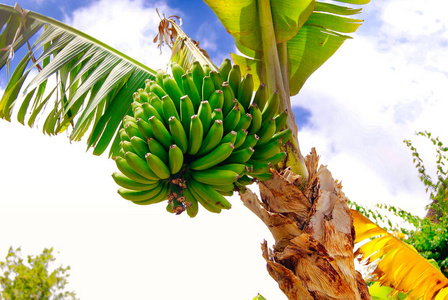 马德拉岛上的香蕉棕榈