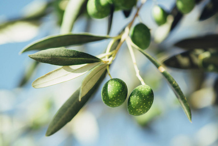 有机果园果枝上的成熟绿橄榄