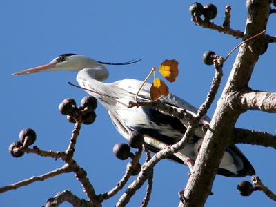 拉马特甘灰色起重机在树上2011年