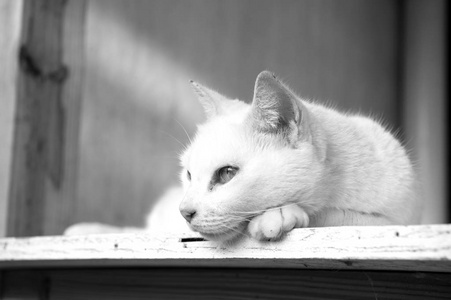 可爱的猫或小猫宠物与铺设在木头上的白色毛皮