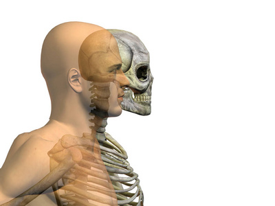概念人与骨骼和头骨细节, 解剖学概念