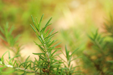 迷迭香植物中自然