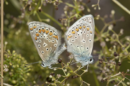 共同的蓝色Polyommatus伊卡洛斯,联结,左女性,正确的男性,Neresheim,巴登巴登符腾堡州