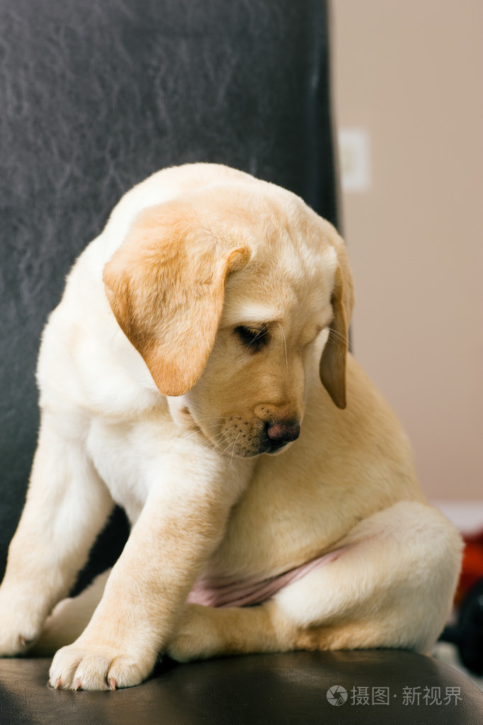 可爱的拉布拉多猎犬