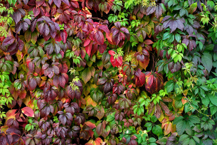 秋天的红叶在墙上，背景