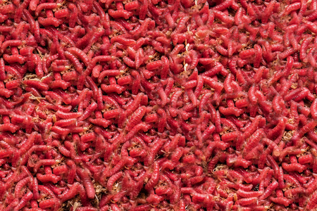 红蛆大堆蠕虫
