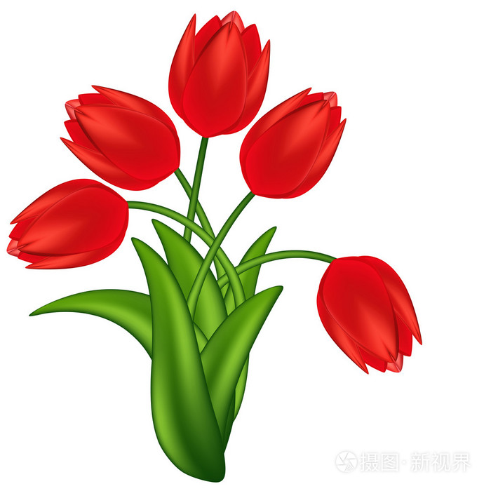 矢量插画的红色郁金香.渐变网格