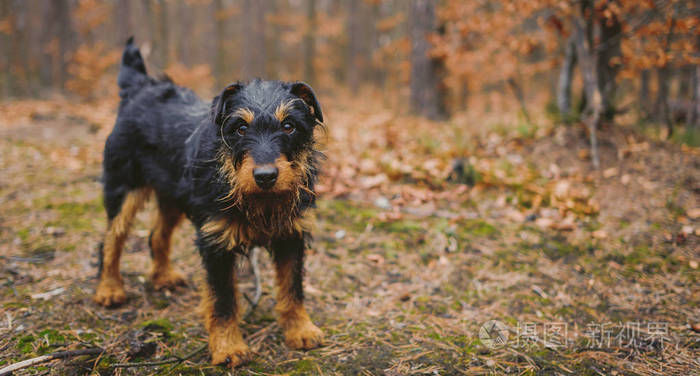 小型宠物狗品种大全_小型宠物狗的品种及图片价格_小型犬狗品种大全