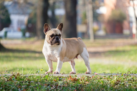 可爱的法国斗牛犬