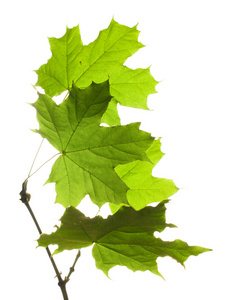 树叶，花瓣 leaf的复数 页 leaf的名词复数  叶子 有状叶的 金属薄片