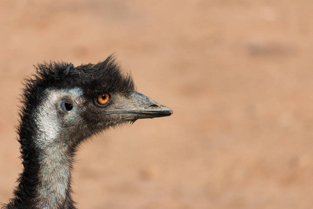 Dromaius 鸸 Emu 肖像