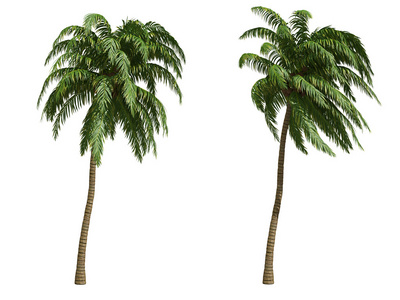 椰子树，椰树 coconut palm的名词复数 
