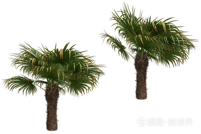 Windmill palms