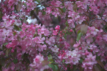 Sacura, 盛开的花园背景, 粉红色的苹果树, 选择性焦点