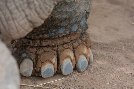 一只龟脚的特写, 有肮脏的脚趾