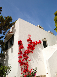 希腊用鲜花装饰的房子