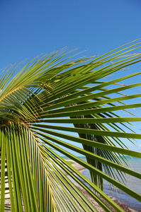 棕榈树的细节