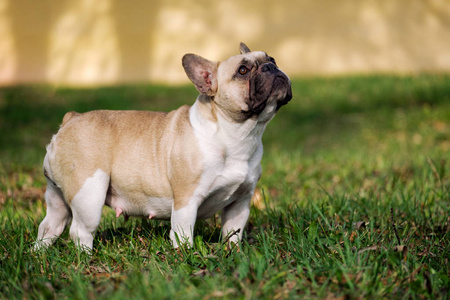 可爱的法国斗牛犬在秋季户外草