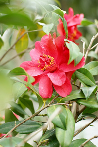 山茶，山茶花，山茶属植物