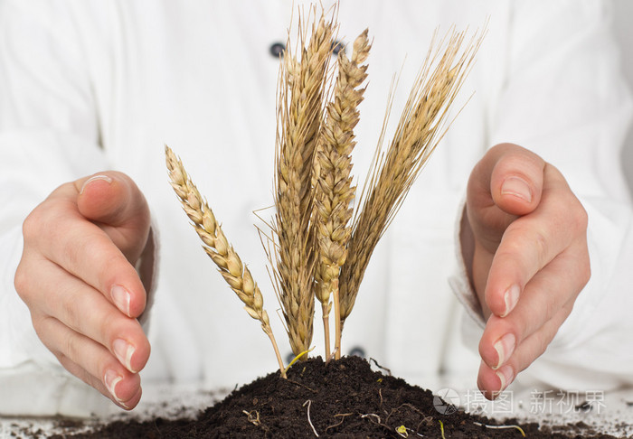 Wheat grows