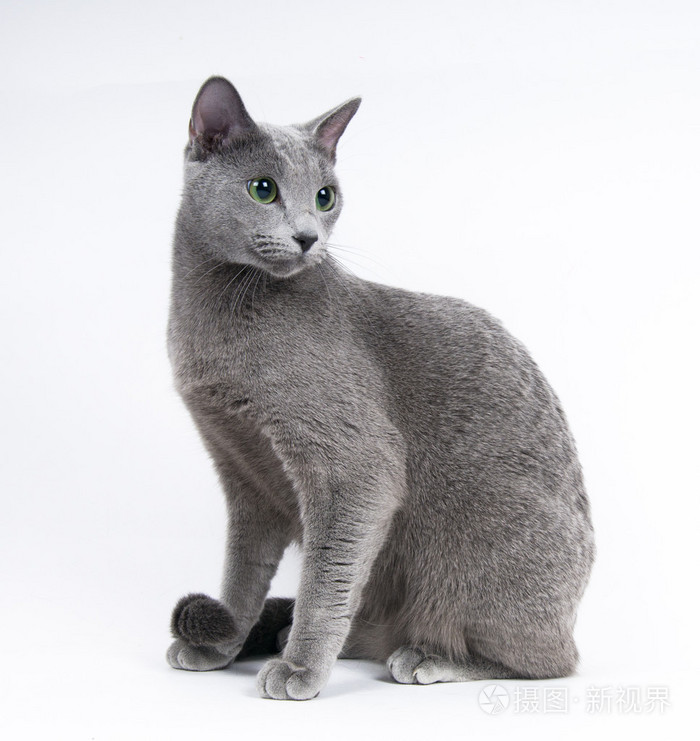 俄罗斯蓝猫