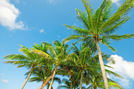 明亮的白天海滩上的棕榈树