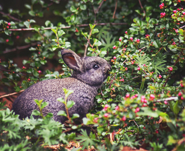 一个可爱的小兔子在当地公园的树枝上吃浆果
