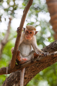 帽猕猴, 斯里兰卡中央