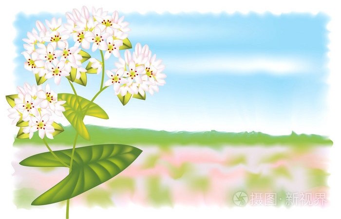 荞麦花在白色背景上的矢量图