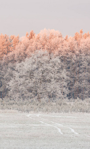 日出前白色草地后面的冰冻树木